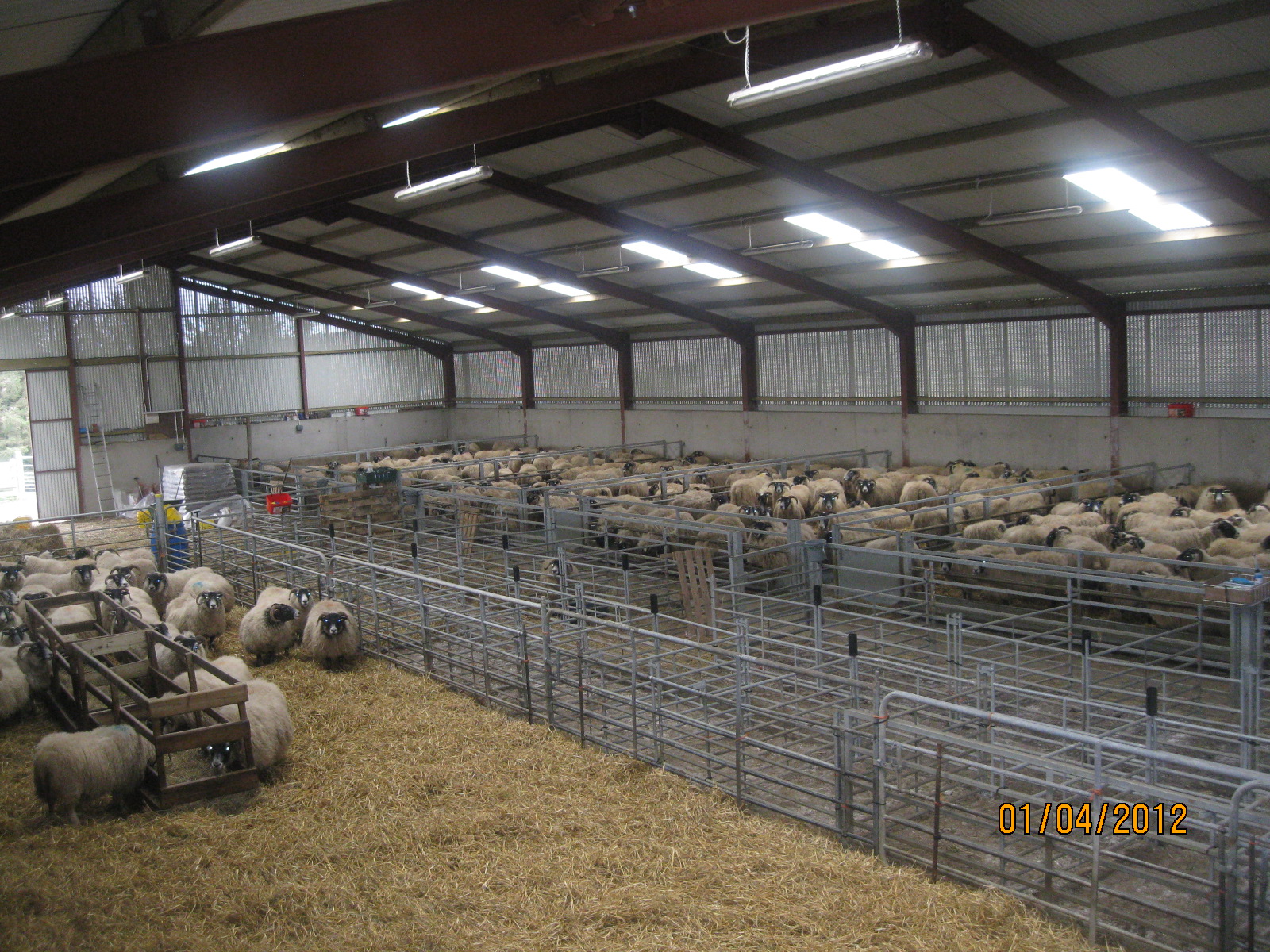 Sheep Housing